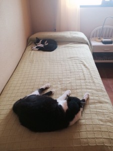 Dora echando la tarde con un amigo