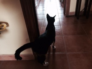 Dora investigando la casa